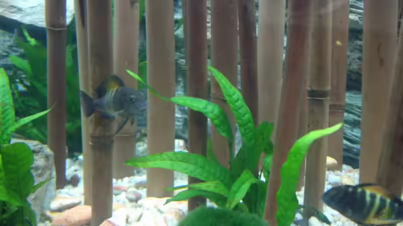 Microsorium pteropus von Rene Wiedemann (4) (12)