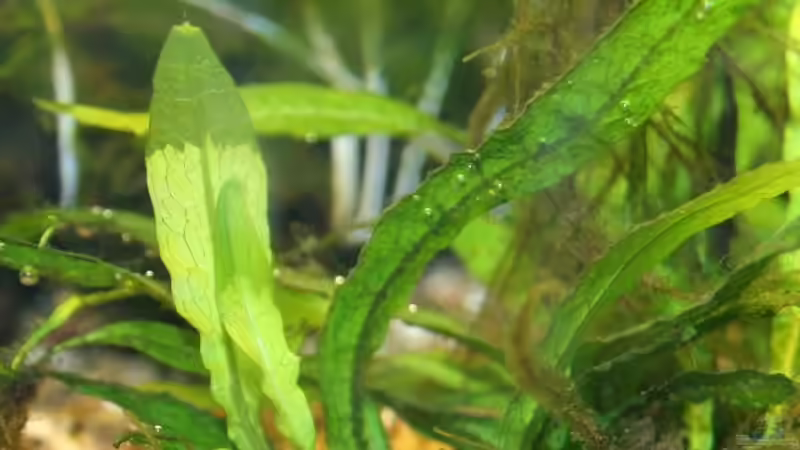 Microsorium pteropus von speedcats (10)