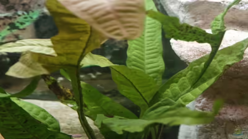 Microsorium pteropus von Thomas Rengier (7)