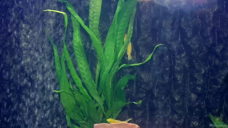 Microsorium-pteropus von Uwe Zawadski (8)