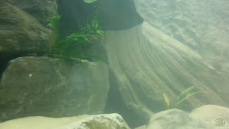 Microsorium pteropus windelov von Julien Preuß (4)