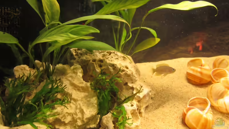 Microsorium windelov von Locke1992 (6)