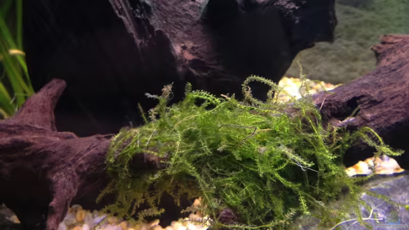 Microsorum  pteropus von ulli85 (6)