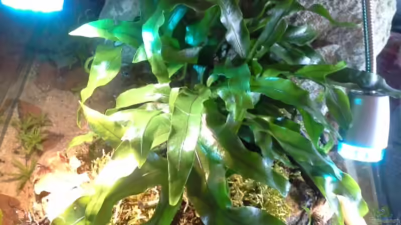 Microsorum diversifolium von Markaroni (25)