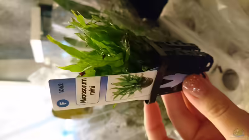 Microsorum mini von Inuki (21)