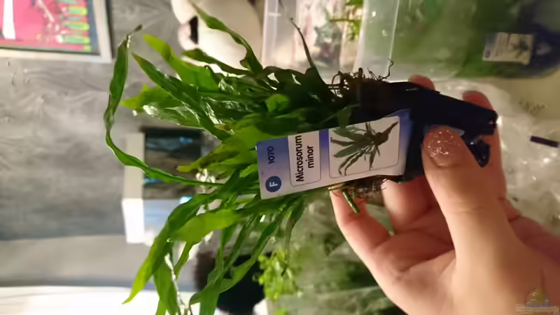 Microsorum minor von Inuki (17)