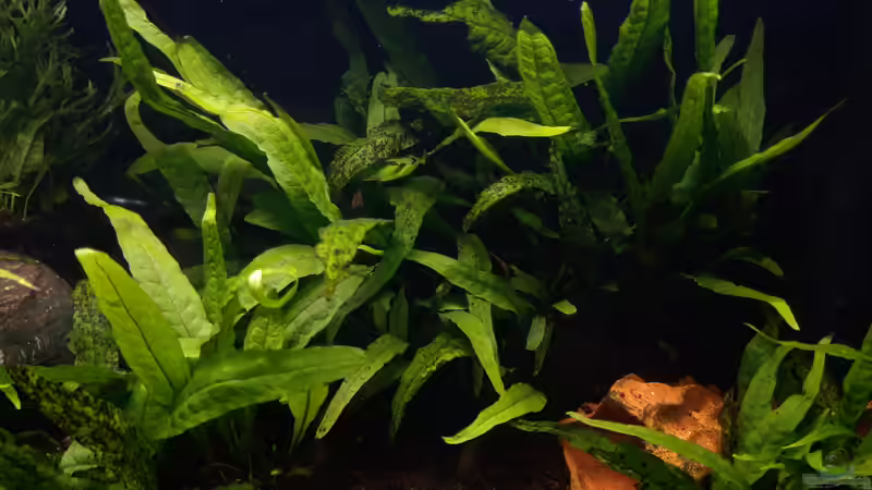 Microsorum minor von Mich (5)