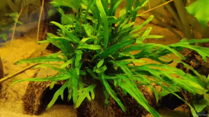 Microsorum peteropus Trident von Garnelenonkel (5)