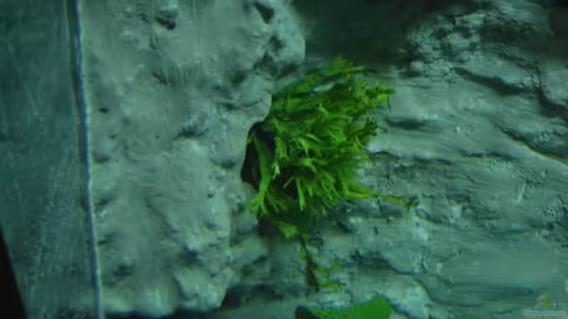 Microsorum pheropus von Jörn Thiedemann (4)