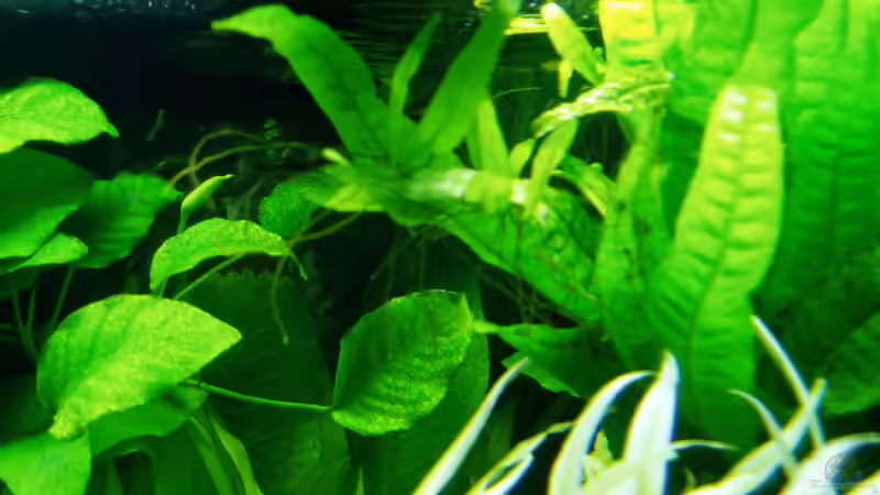 Microsorum pteropas (Javafarn) gedeiht gut und bildet zahlreiche kräftige Adventivpflanzen auf den Blättern, aufgebunden auf Moorkienholz (24.02.2018) von Reiner Dr. Med. Jesse (48)