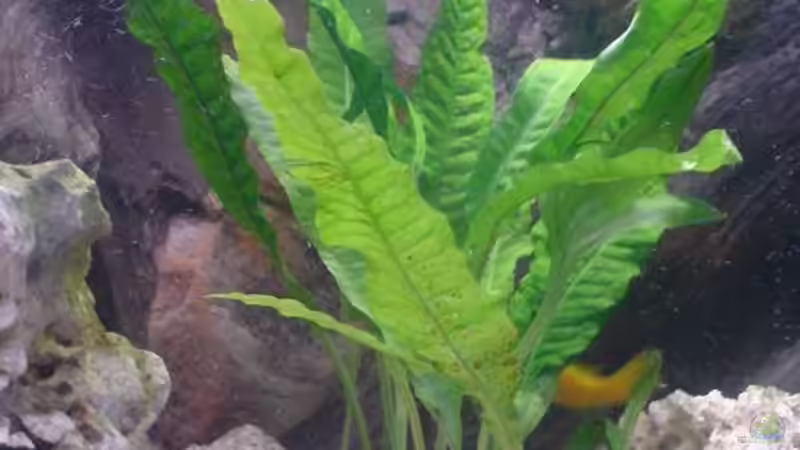 Microsorum pteropus - Javafarn von Alihsan Boeklers (4)