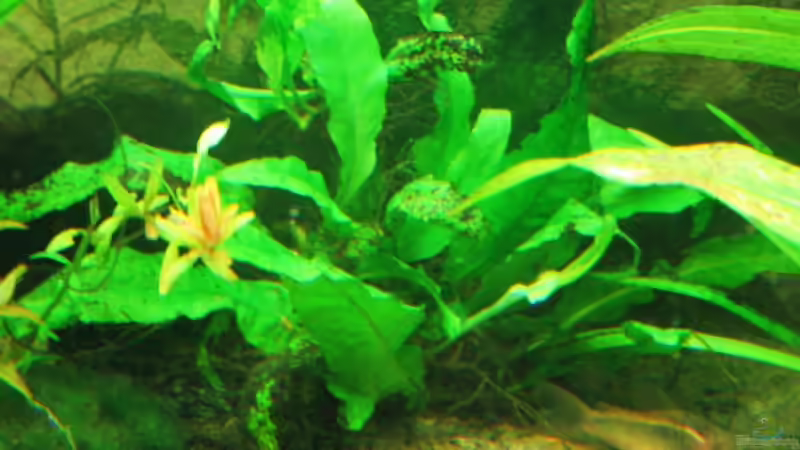 Microsorum pteropus - Javafarn von Christian Trommer (10)