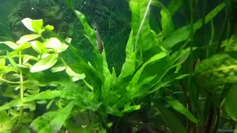 Microsorum pteropus - Javafarn von Stephy (14)