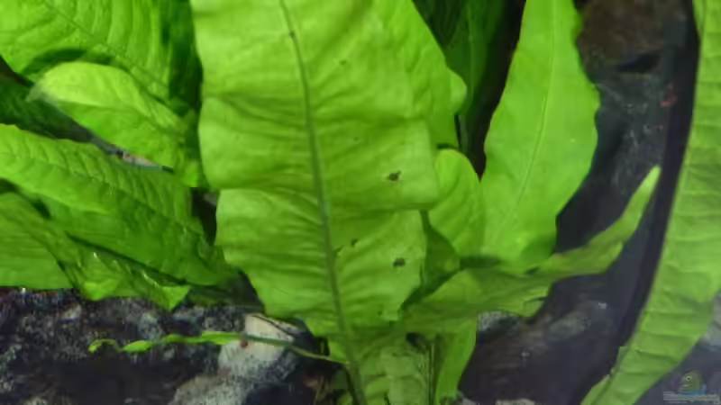 Microsorum pteropus   von Couro (20)