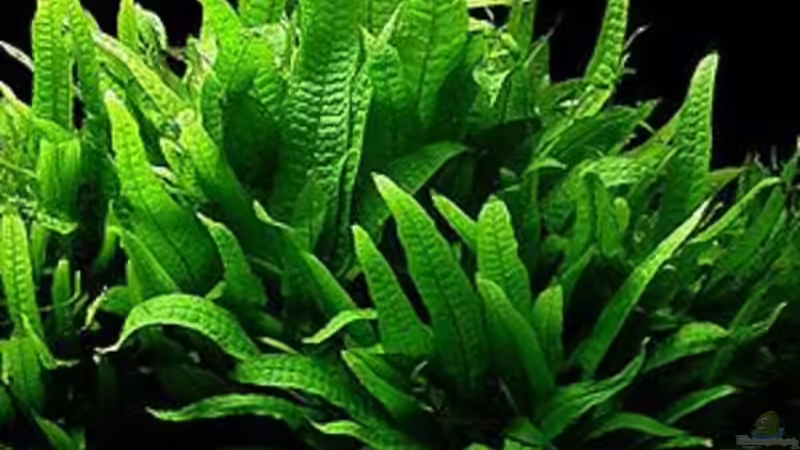 Microsorum pteropus ( Javafarn ) von Haens84 (18)