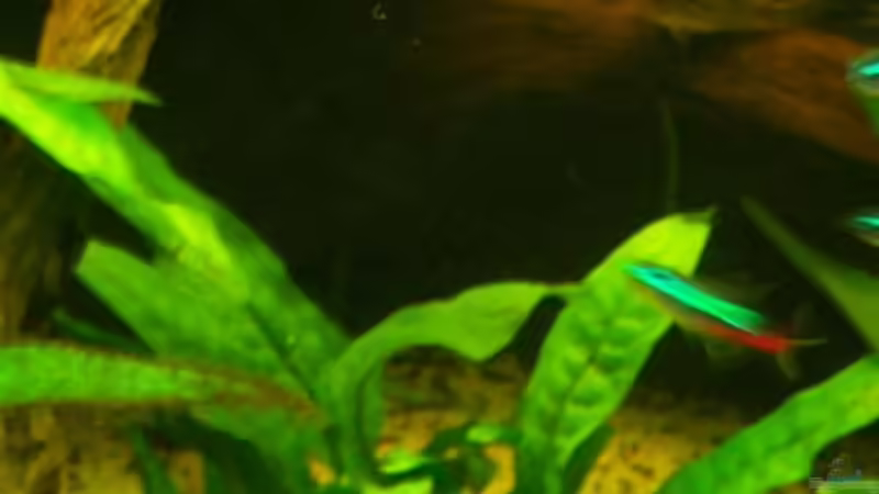 Microsorum Pteropus  von Schratze (23)