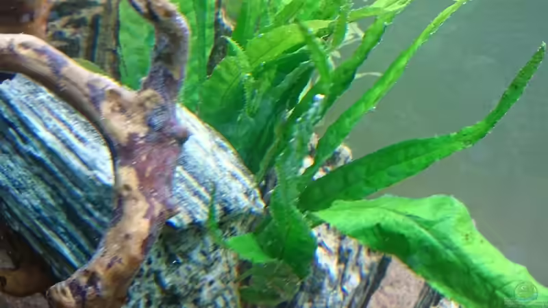 Microsorum pteropus  von ulli85 (13)