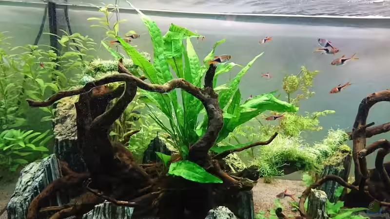 Microsorum pteropus  von ulli85 (14)