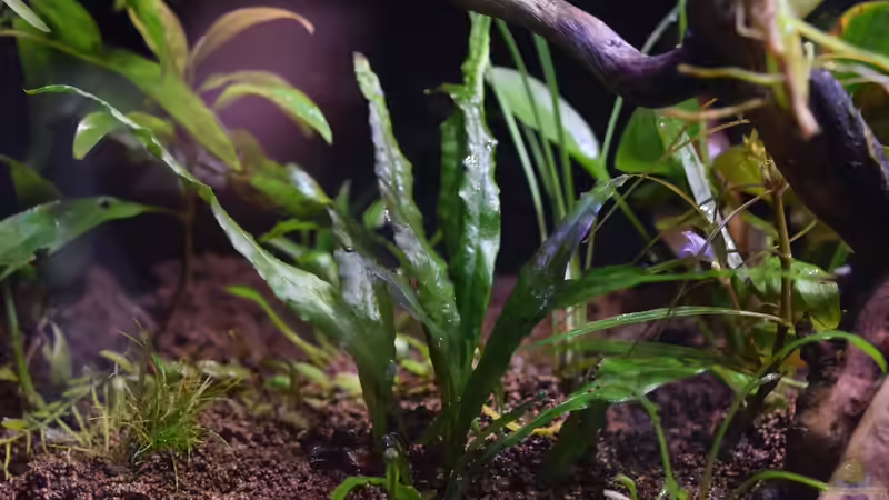 Microsorum pteropus emers von Junglist (54)