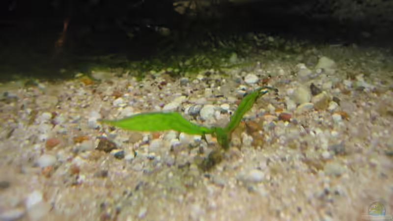 Microsorum pteropus (hab diesen Ableger fast ein Jahr in einem Eimer aufgehoben, jetzt wächst er langsam) von Tiburón (22)
