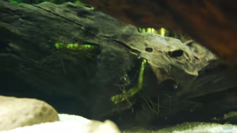 Microsorum pteropus (Javafarn) - für die faulen Aquarianer: wächst auch super, indem man die Wurzelstöcke in Mangrovenholzlöcher hineinsteckt von Berlin42 (44)