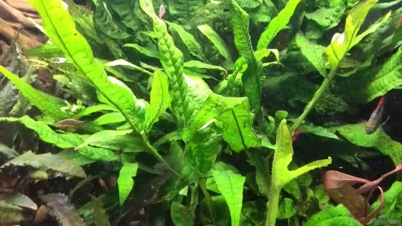 Microsorum pteropus (Javafarn) & Anubias barteri var. nana (Zwergspeerblatt) von Vancouver2010 (21)