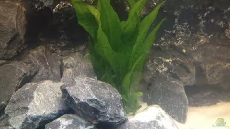 Microsorum pteropus (Javafarn) ist zwar in Asien beheimatet, passt aber optisch ganz von Jean-Paul Ambord (7)