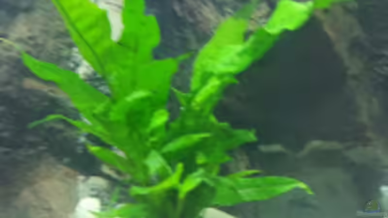 Microsorum pteropus (Javafarn) von Malawi Zürich (6)