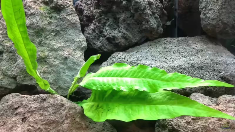 Microsorum pteropus kurz nach dem einsetzen. von Baryo (5)