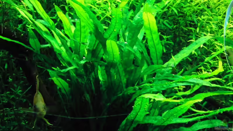 Microsorum pteropus narrow leaf / schmalblättriger Javafarn von Dario (8)