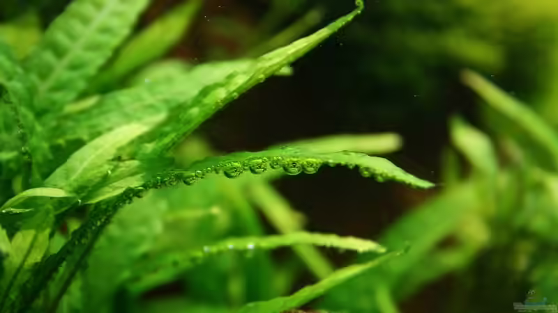 Microsorum pteropus/narrow leaf von Tutti (6)