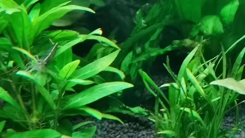 Microsorum pteropus narrow von DonTango (11)