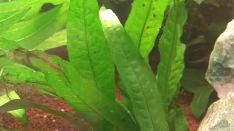 Microsorum pteropus ???Narrow??? von Jan H. (22)