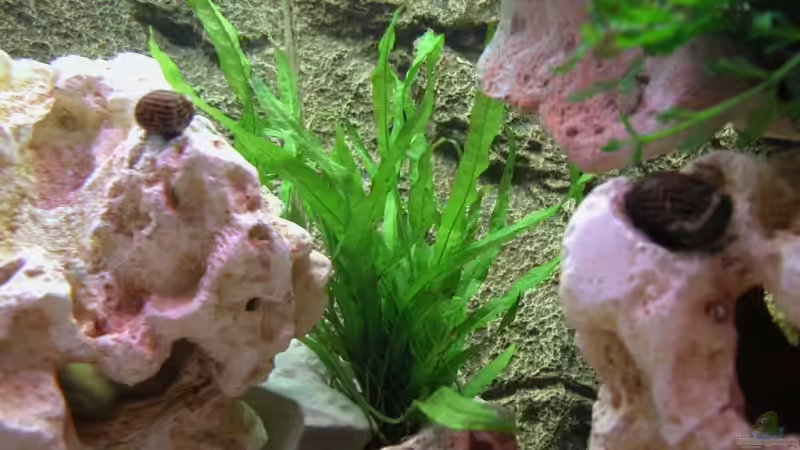 Microsorum pteropus narrow von Jürgen Langer (5)