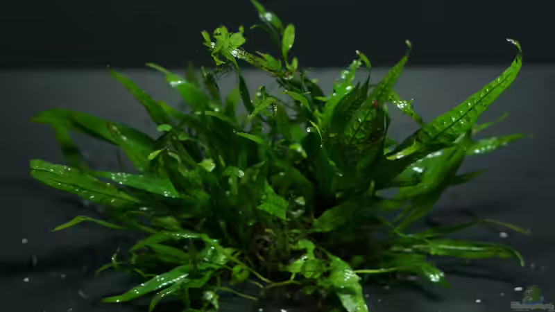 Microsorum pteropus Petite von Micha... (22)