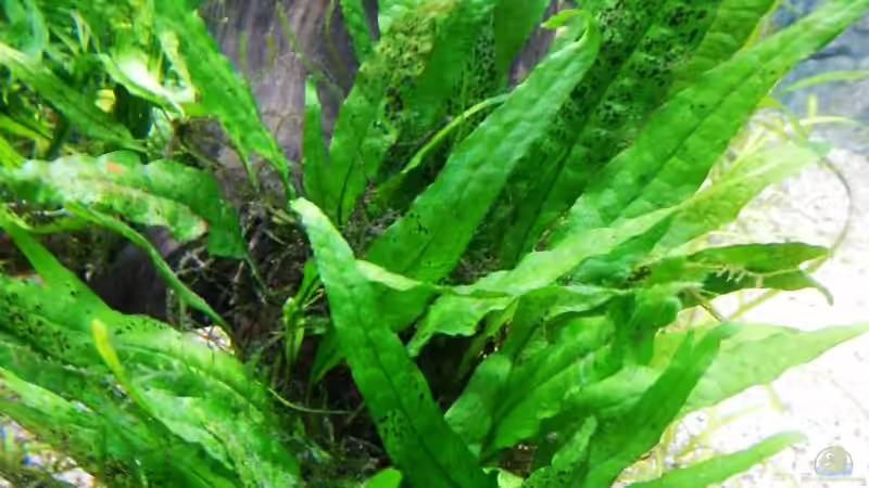 Microsorum pteropus ´Philippine´ von borellii (11)