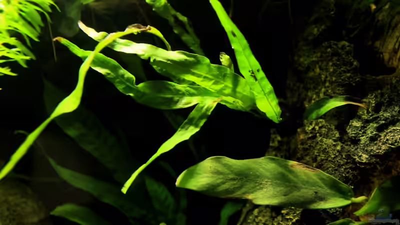 Microsorum pteropus submers von die Perle... (24)