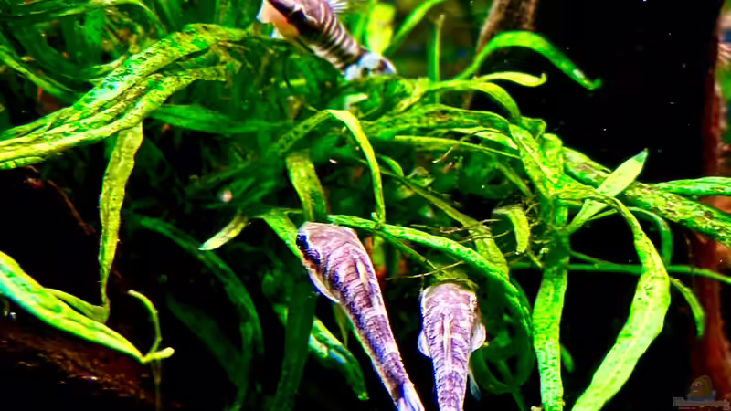 Microsorum pteropus ´Trident´  von Tim1979 (31)