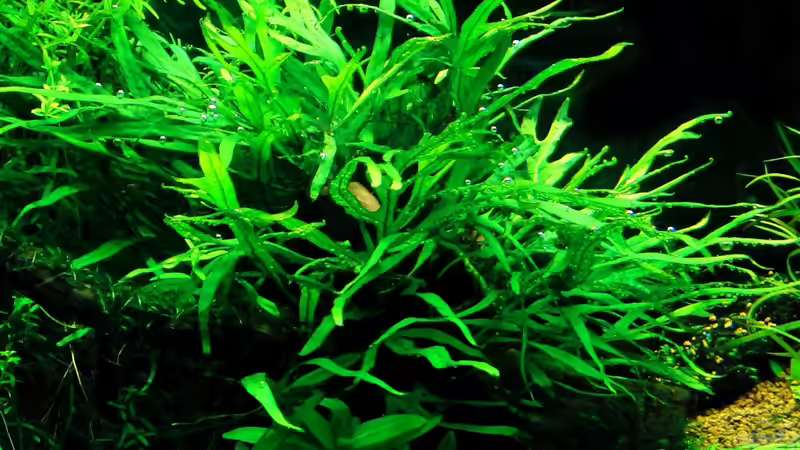 Microsorum pteropus Trident von Dario (7)