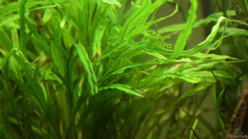 Microsorum pteropus ´trident´ von Dominik (14)