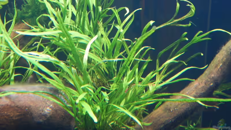 Microsorum pteropus trident von Merotheq (34)