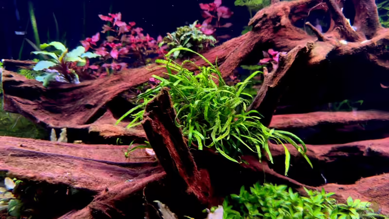 Microsorum pteropus ´Trident´ von Tim1979 (14)