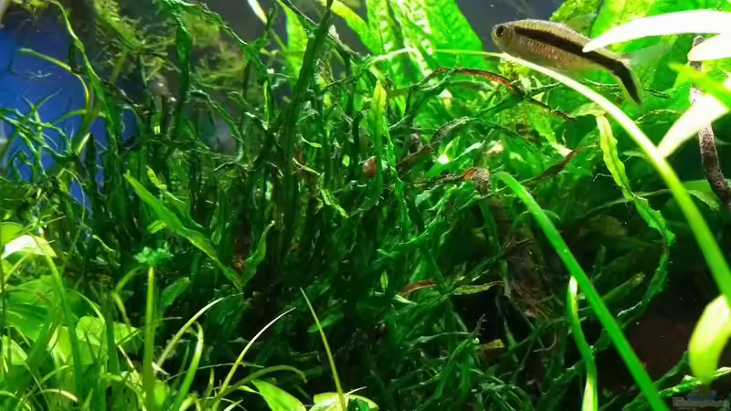 Microsorum pteropus ´True Needle Leaf´ von C-NA (34)