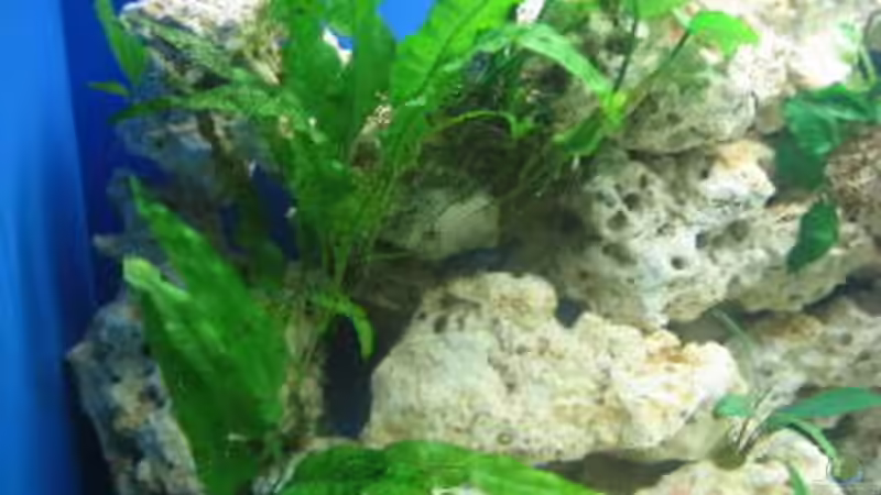 microsorum pteropus var. latifolius von Helmut Loehr (9)