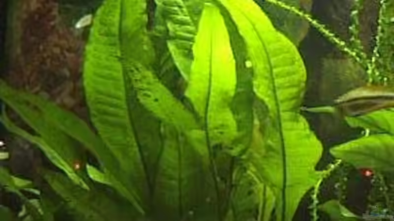 Microsorum pteropus var. latifolius von Marco Schumacher (13)