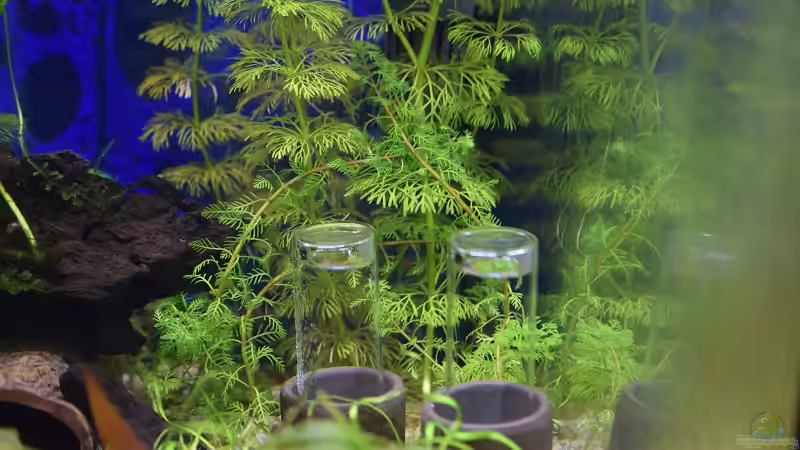 Microsorum pteropus von Acki50 (17)