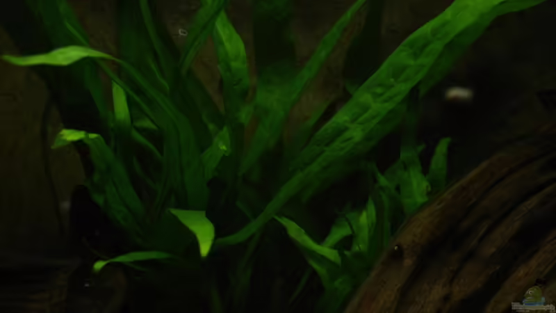 Microsorum pteropus von Alfur (13)