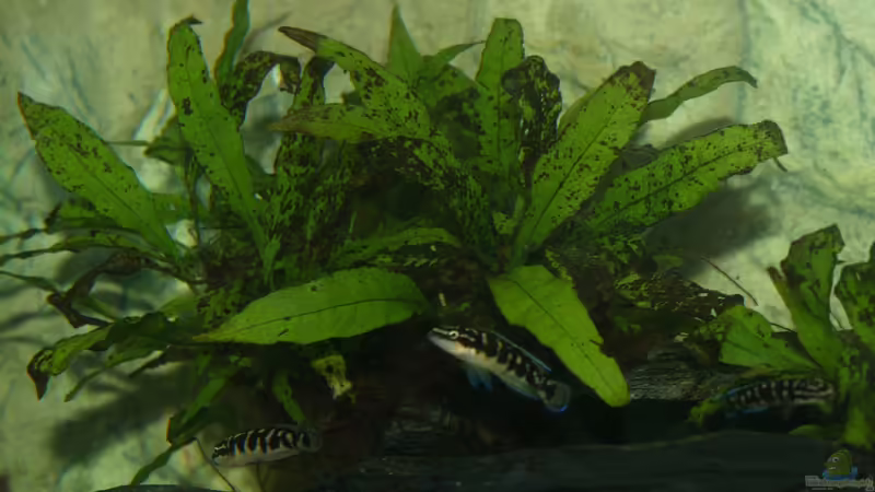 Microsorum pteropus von Algernon (5)