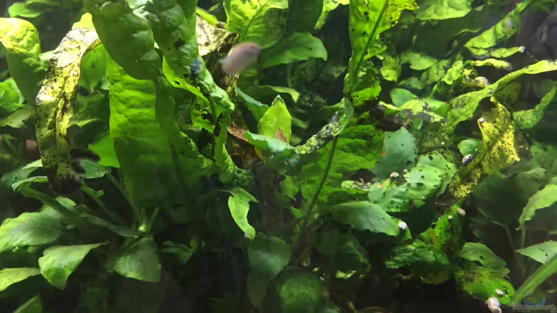 Microsorum pteropus von Danny (13)