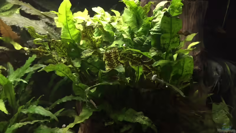 Microsorum pteropus von Danny (25)